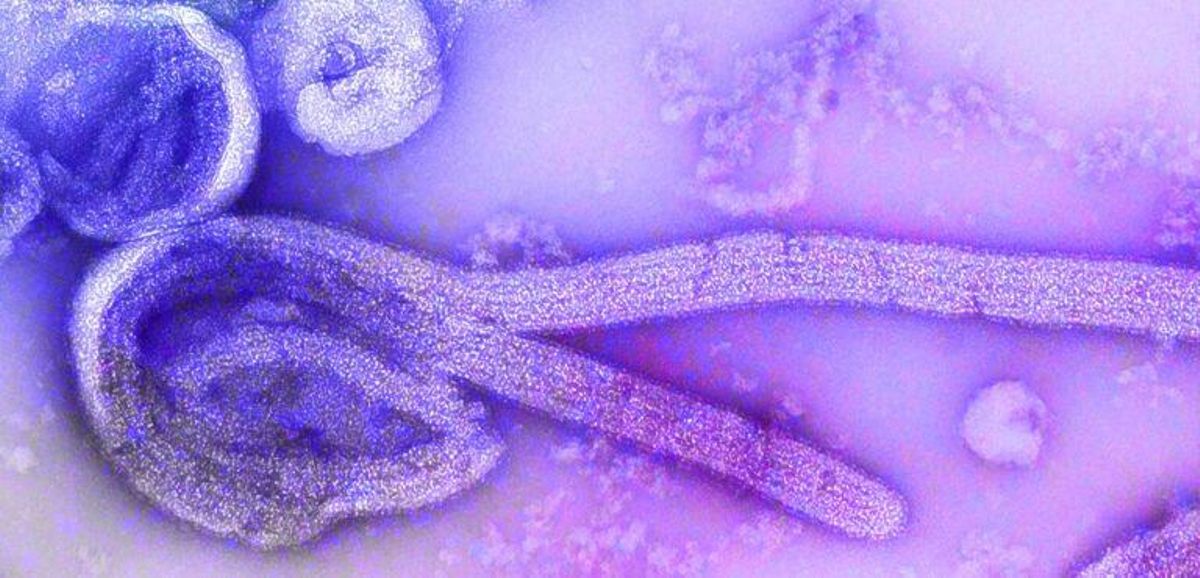 «El futuro que viene» (y 3)Sabemos que 827.000 virus pandémicos podrían dar el salto a humanos en cualquier momento ¿Es evitable? «El futuro que viene» (y 3)Sabemos que 827.000 virus pandémicos podrían dar el salto a humanos en cualquier momento ¿Es evitable?