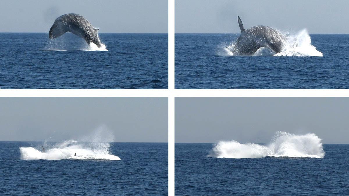Por qué está en peligro de extinción la ballena azul