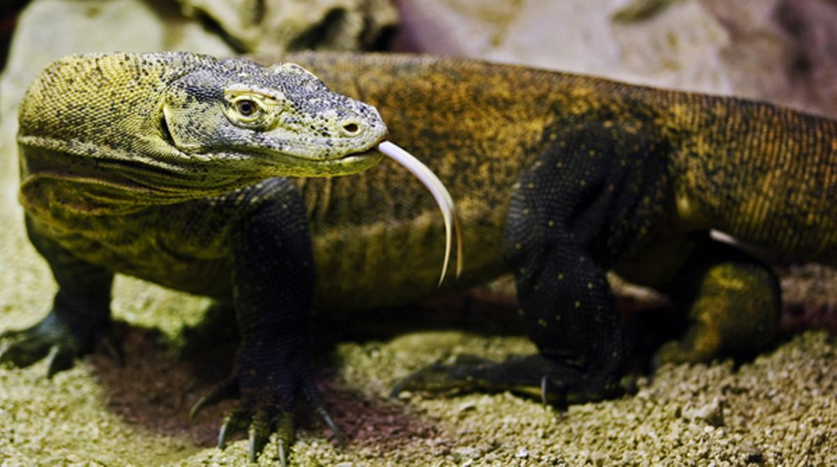 Presentacion de una nueva hembra de Dragon de Komodo en el Zoo, para un programa de reproduccion en cautividad con los dos machos que tienen.