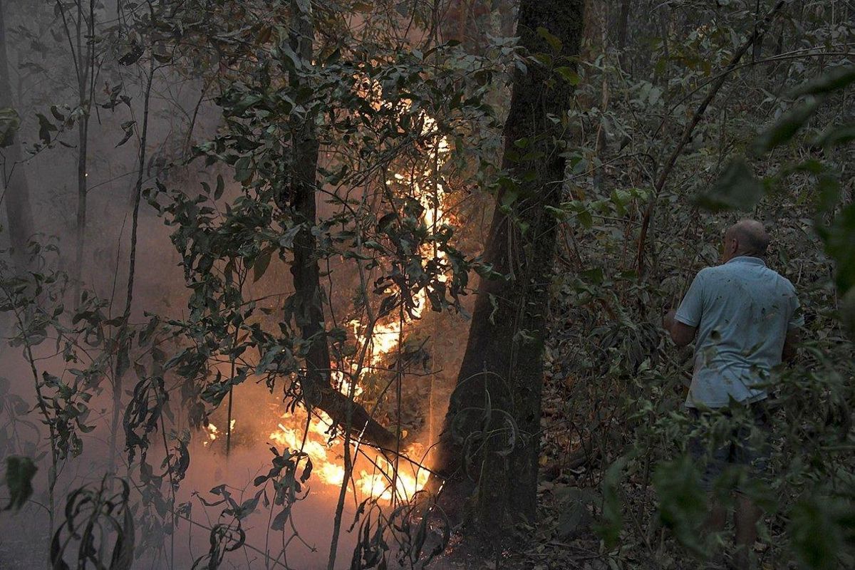 La selva del Amazonas también está amenazada en otros países. La selva del Amazonas también está amenazada en otros países.