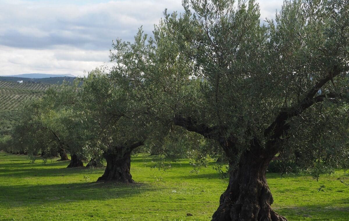 El olivar como tesoro ecológico: 114 especies de aves en una sola finca El olivar como tesoro ecológico: 114 especies de aves en una sola finca