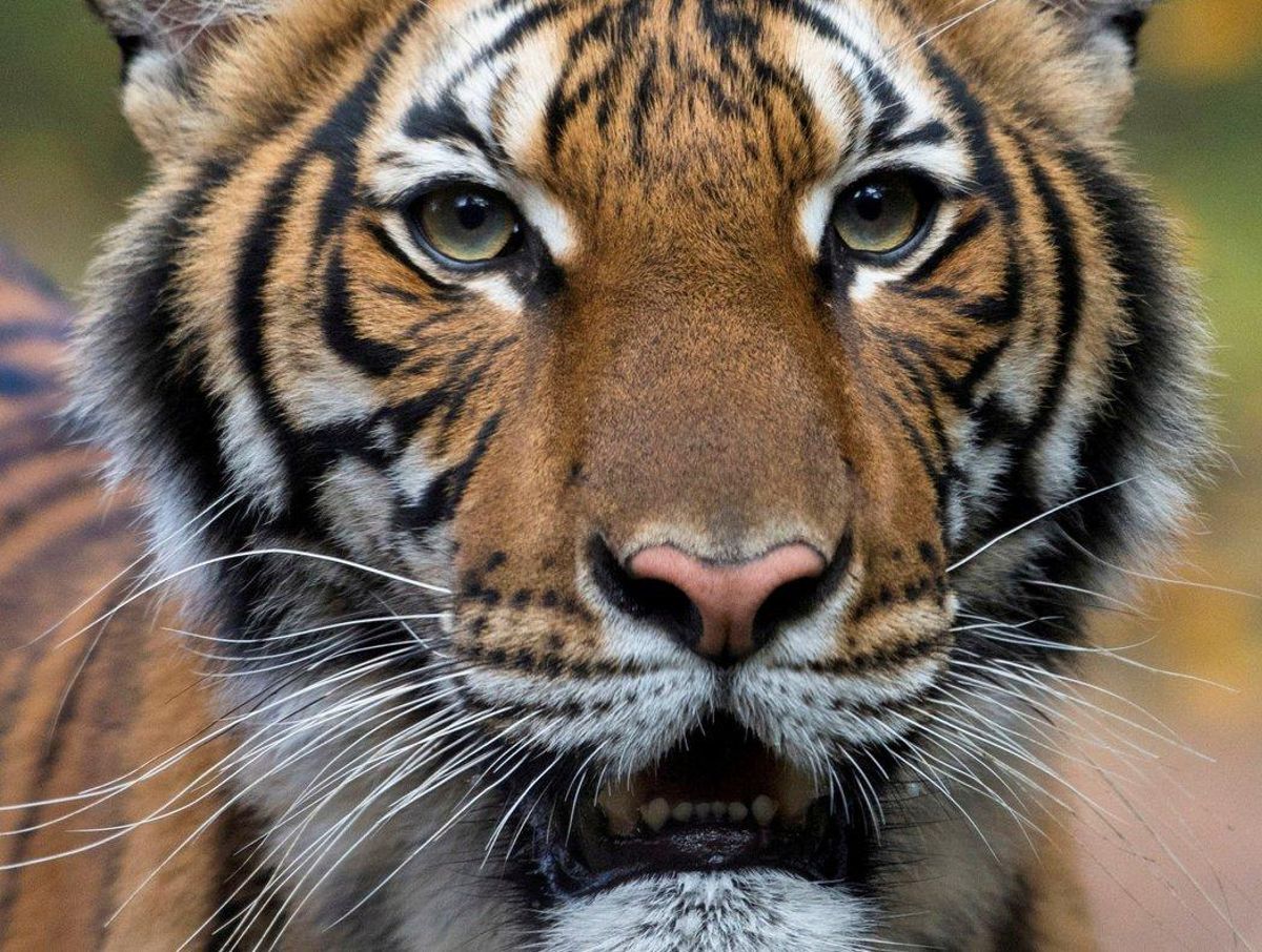Nadia, la tigresa del zoo del Bronx, que ha dado positivo por coronavirus. Nadia, la tigresa del zoo del Bronx, que ha dado positivo por coronavirus.