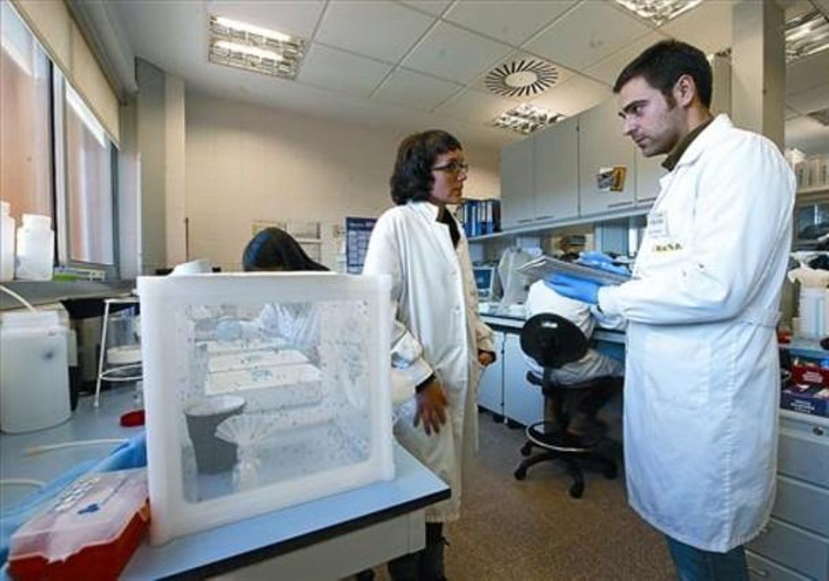 El científico Nitu Pagès, en uno de los laboratorios del Cresa, en el campus de la UAB en Bellaterra. El científico Nitu Pagès, en uno de los laboratorios del Cresa, en el campus de la UAB en Bellaterra.