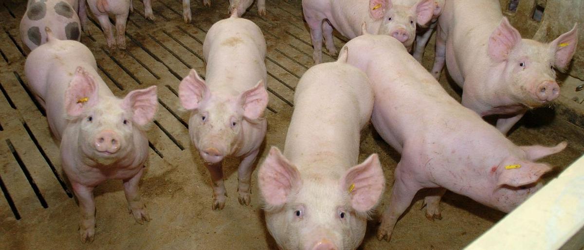La Comunidad Valenciana da el visto bueno a la ampliación de una macrogranja: de tener 750 cerdos a 7.200 animales