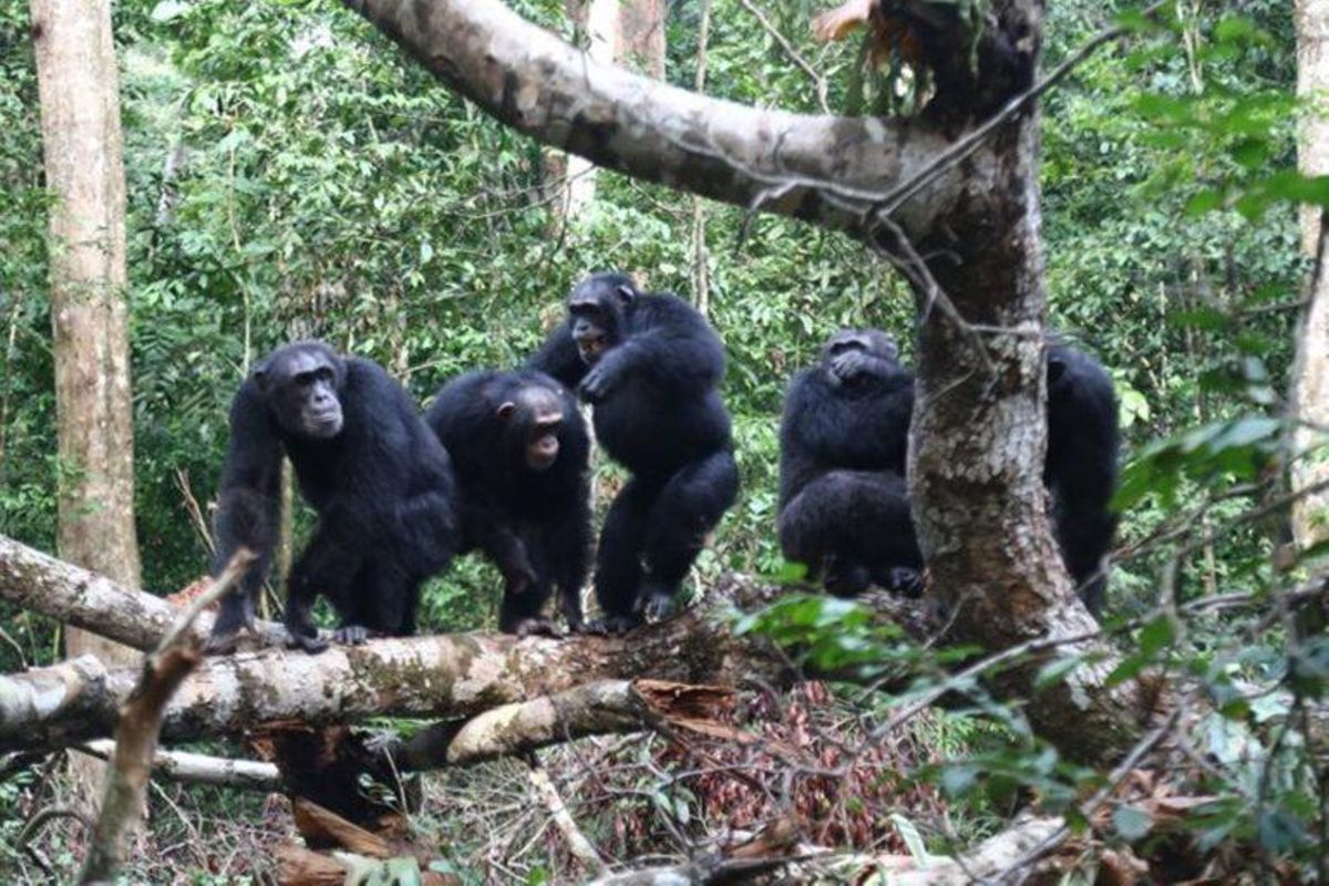 Los chimpancés dan la vida por sus hermanos Los chimpancés dan la vida por sus hermanos
