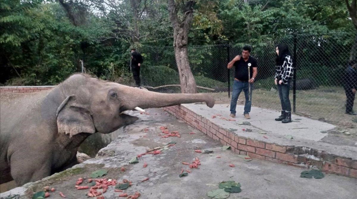 El elefante Kaavan, en el zoo de Islamabad (Pakistán) El elefante Kaavan, en el zoo de Islamabad (Pakistán)