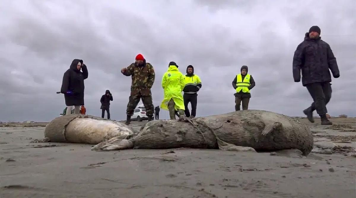 Más de 2.500 focas mueren en el Mar Caspio por falta de oxígeno