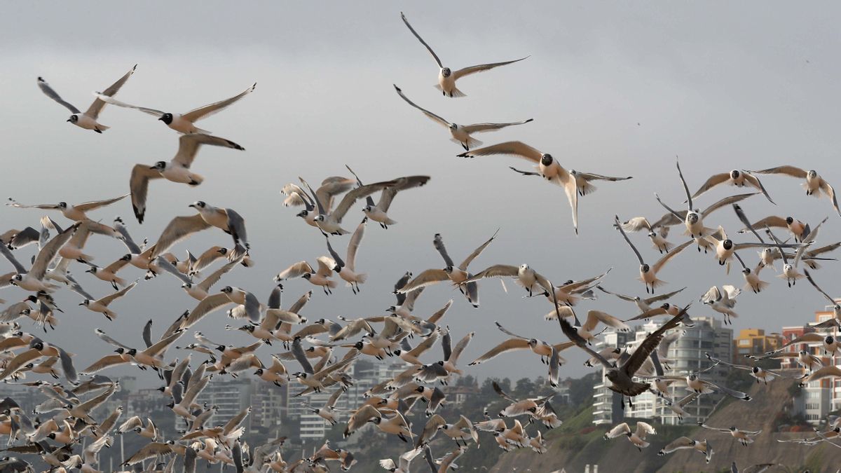 "Me pedí un helado de calamares y fui atacado por una bandada de gaviotas" "Me pedí un helado de calamares y fui atacado por una bandada de gaviotas"