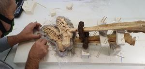 Las piernas y piés del esqueleto número 15, con sus grilletes adheridos a los huesos tras años de oxidación.