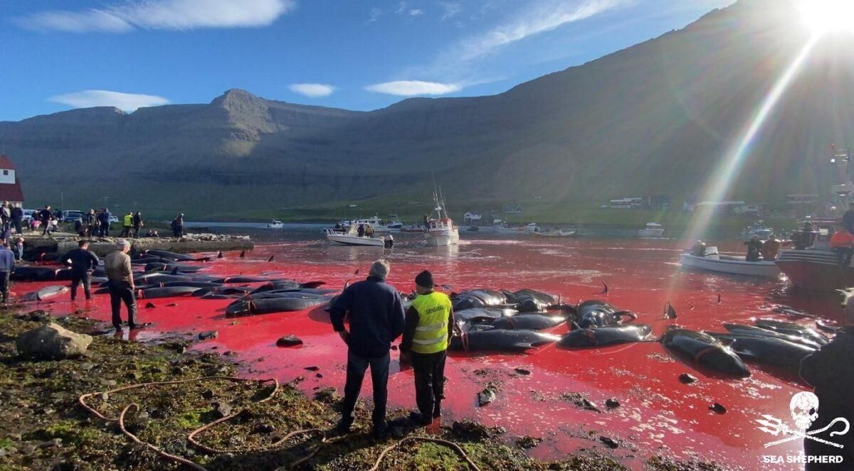 Los 1.428 delfines muertos en un día en islas Feroe: ¿Tradición o masacre? Los 1.428 delfines muertos en un día en islas Feroe: ¿Tradición o masacre?