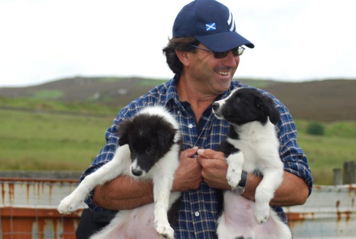 El pastor Jordi Muxach con dos cachorros de border collie