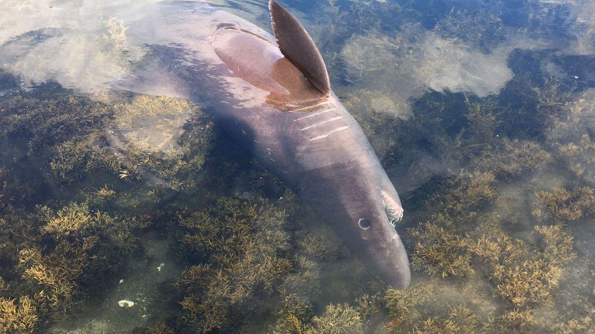 Hallado un tiburón de una especie nunca vista hasta ahora en aguas de Galicia