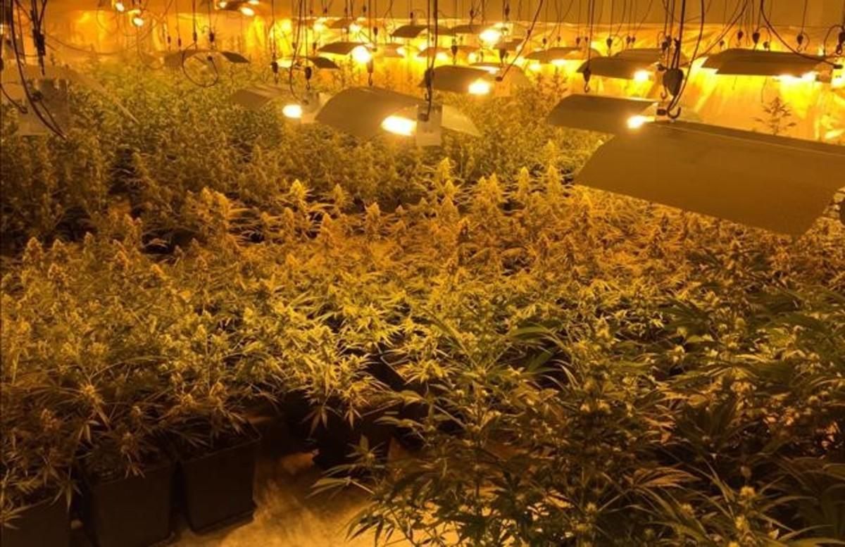 Plantación de marihuana de la Zona Franca de Barcelona hallada por los Mossos d’Esquadra. Plantación de marihuana de la Zona Franca de Barcelona hallada por los Mossos d’Esquadra.