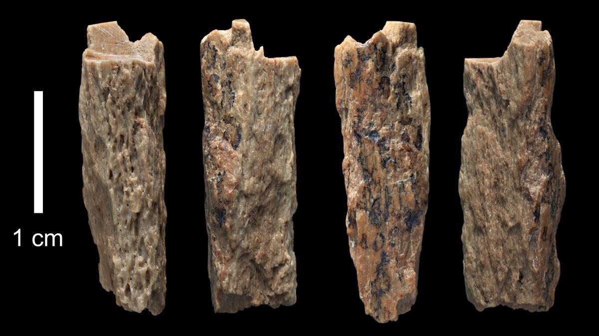 Fragmento óseo encontrado en la cueva de Denísova (Siberia) en el 2012.