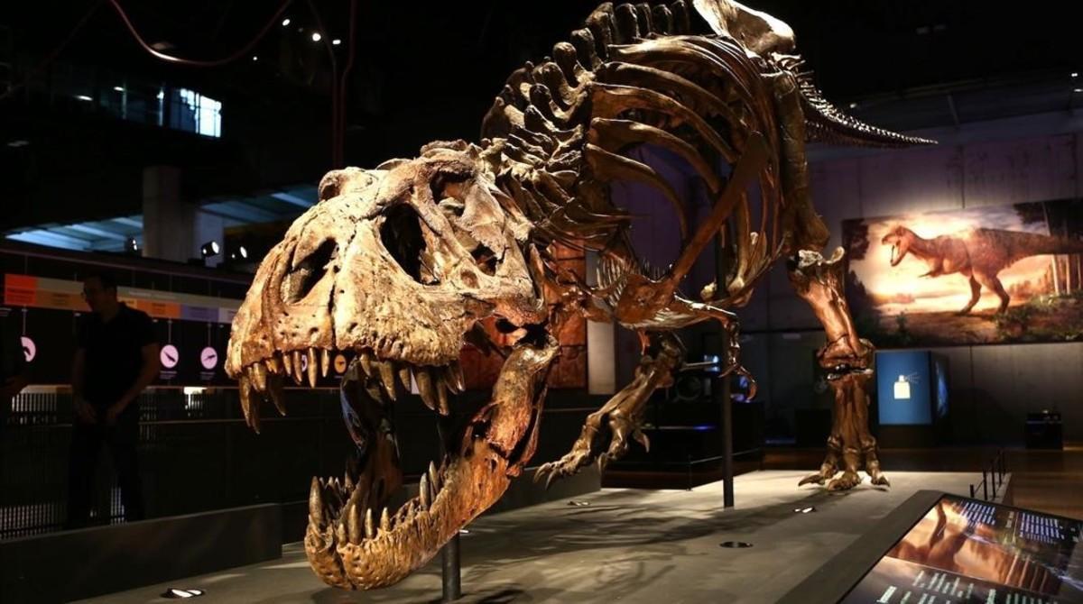 Trix, el esqueleto de tiranosaurio (Tyrannosaurus rex) mejor conservado del mundo, expuesto en Cosmocaixa, en Barcelona.