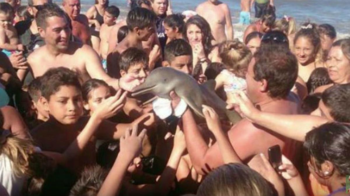 Turistas sacan a un delfín del mar para hacerse selfies en Argentina