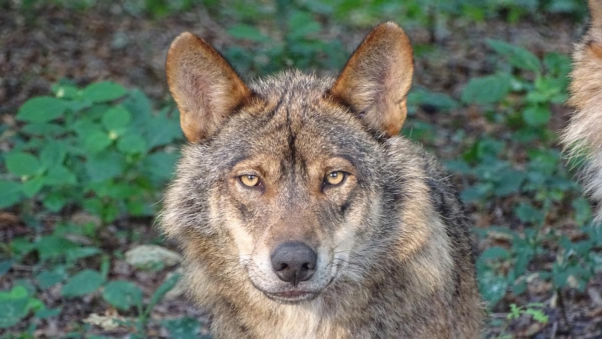 Los lobos españoles, igual que los perros, distinguen las voces humanas más familiares
