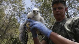 El 'boom' de la escalada amenaza el halcón peregrino, una especie protegida