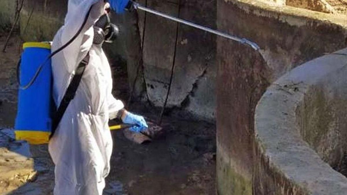 Secado y desinfección ante el primer brote detectado en la Comunitat Valenciana en Ayora. Secado y desinfección ante el primer brote detectado en la Comunitat Valenciana en Ayora.