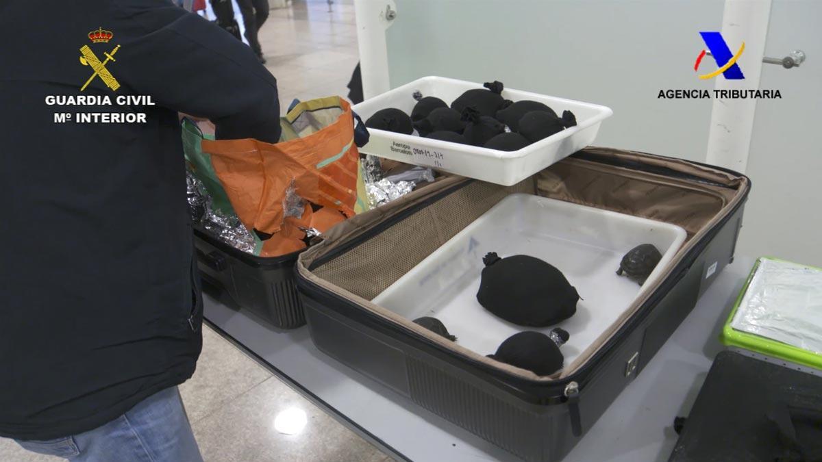 Intervención de las 76 crías vivas de tortuga protegida en una maleta en el aeropuerto de Barcelona.