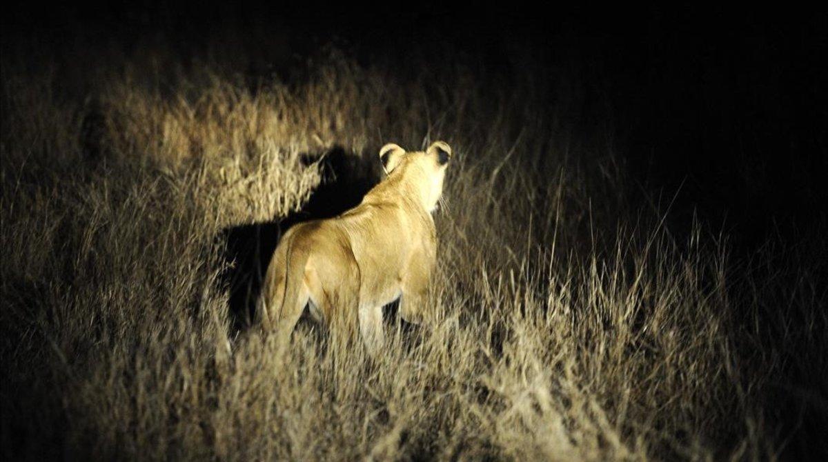Catorce leones se escapan del Parque Kruger en Sudáfrica