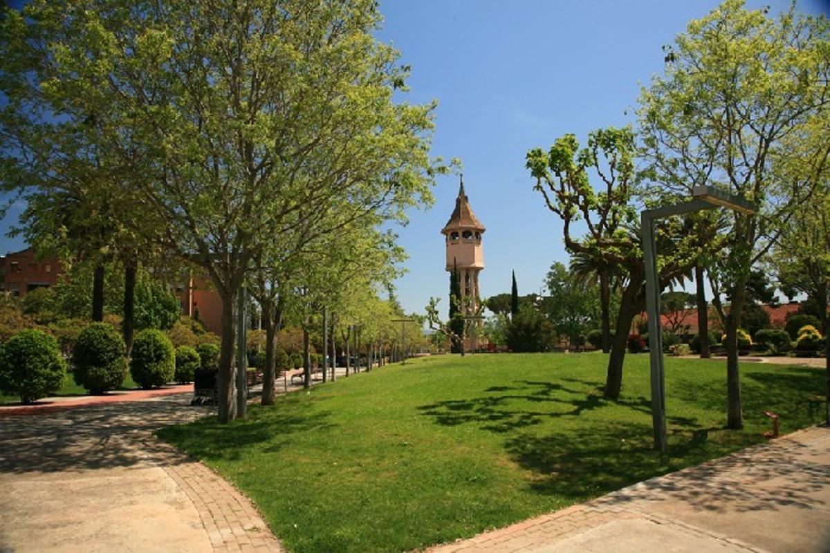 Sabadell tracta 59 palmeres dels parcs Taulí i Catalunya per prevenir el morrut roig