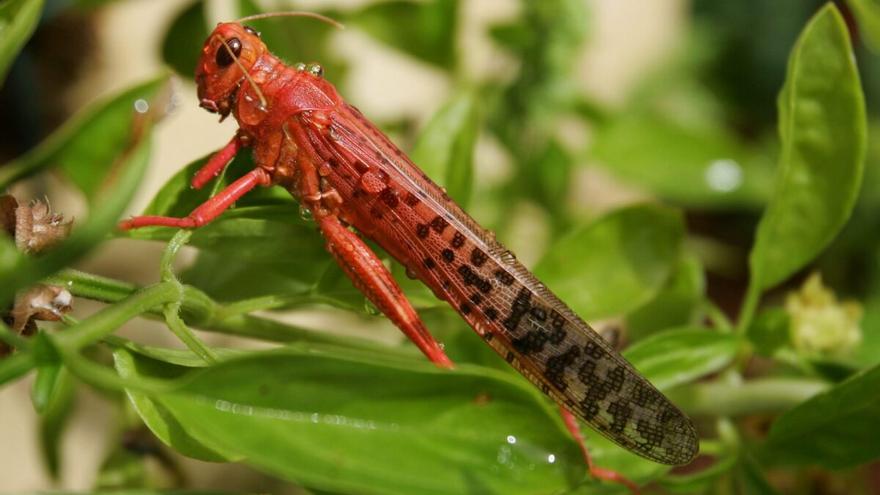 El calentamiento dispara las plagas: los insectos se reproducen más - Vimarsana News