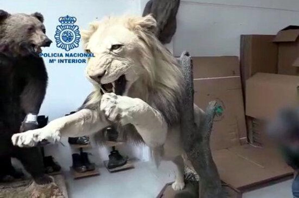 Cae una supuesta red que explotaba a personas y acumulaba piezas disecadas de animales en Gavà Cae una supuesta red que explotaba a personas y acumulaba piezas disecadas de animales en Gavà