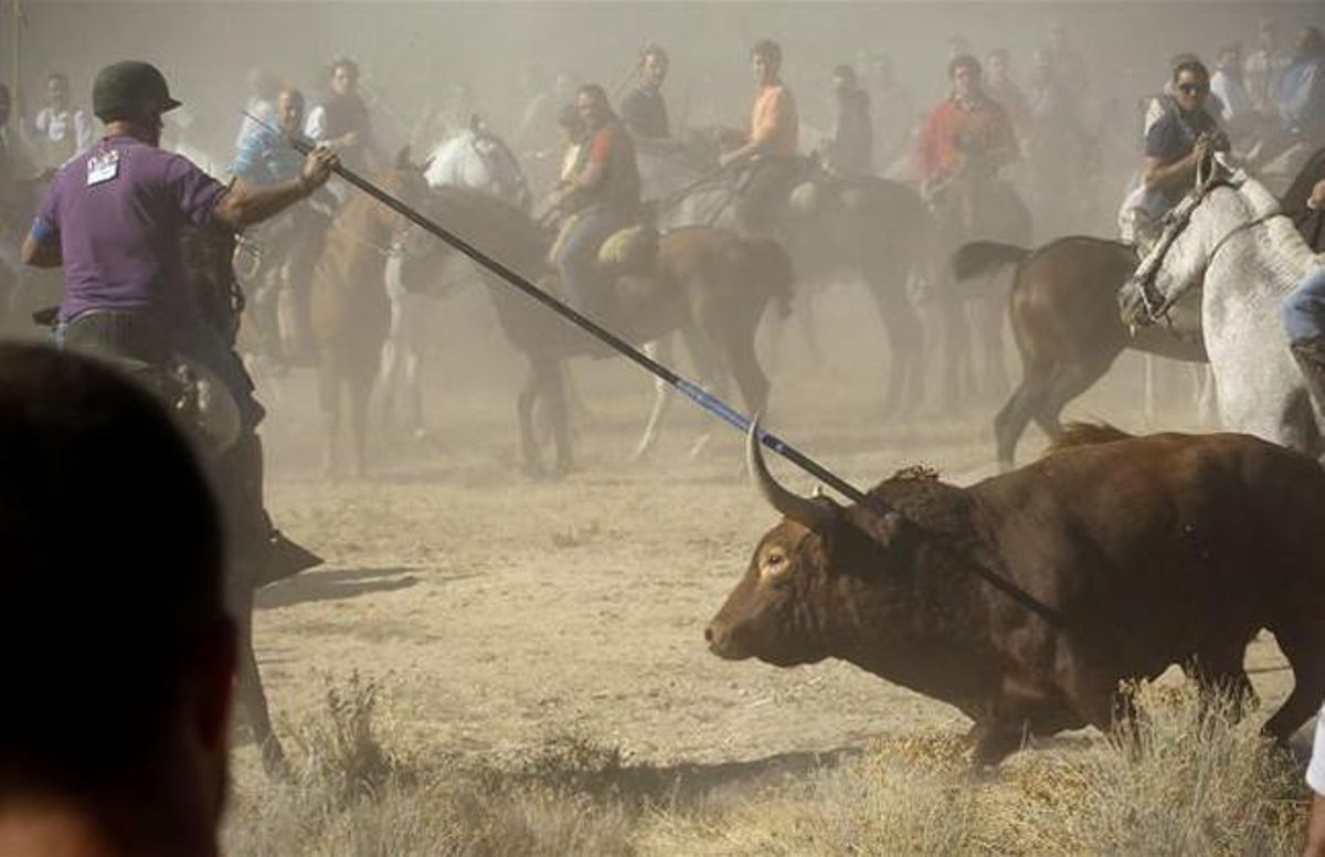 El toro de la vega acosado por los lanceros en Tordesillas. El toro de la vega acosado por los lanceros en Tordesillas.