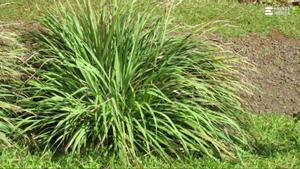 Cinco plantas para ahuyentar los mosquitos de casa.