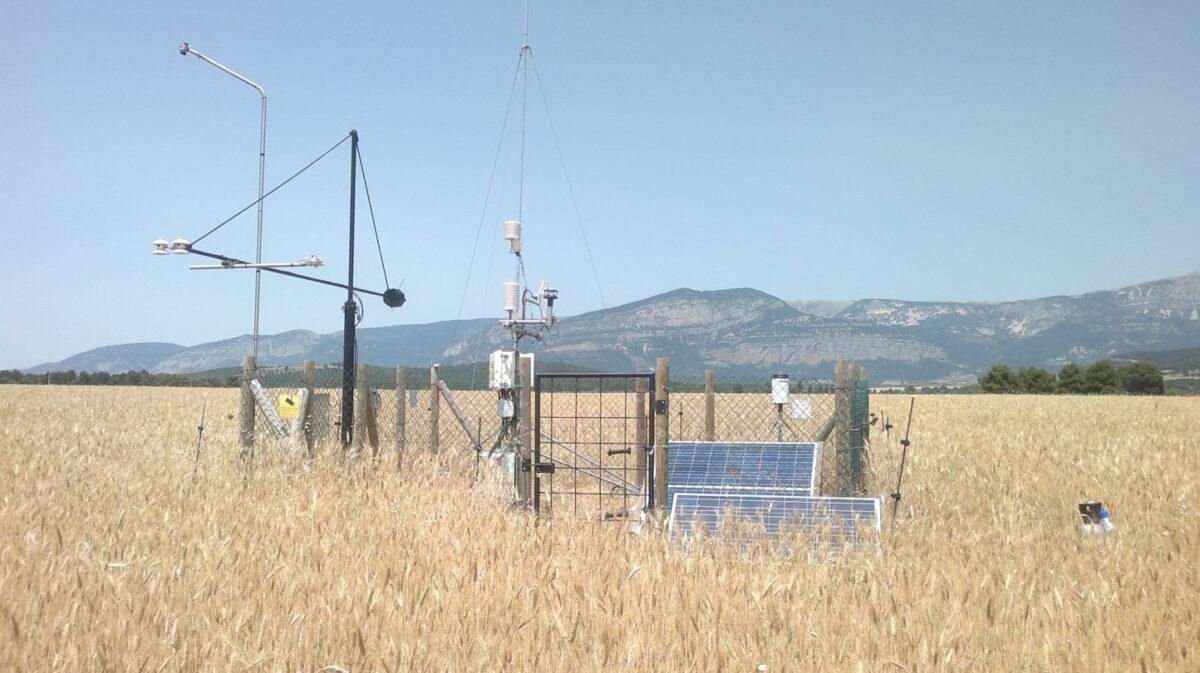 Los cultivos mixtos de cereales y leguminosas ayudan a mitigar el cambio climático Los cultivos mixtos de cereales y leguminosas ayudan a mitigar el cambio climático