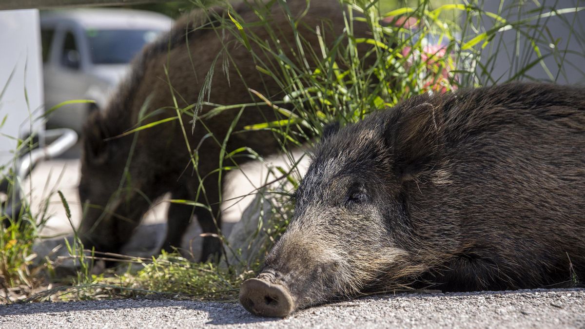 Los jabalís necesitan que los humanos de Barcelona dejen de alimentarlos Los jabalís necesitan que los humanos de Barcelona dejen de alimentarlos