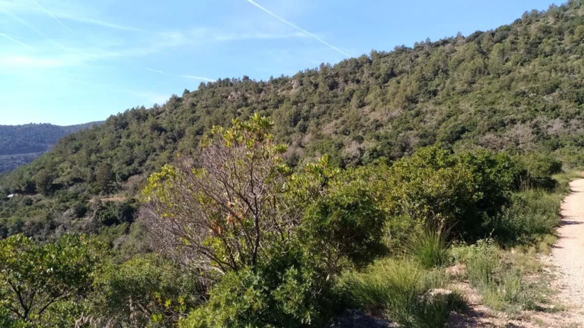 La batida se realizó el sábado en una zona del Parc del Garraf próxima al Castell Eramprunyà de Gavà La batida se realizó el sábado en una zona del Parc del Garraf próxima al Castell Eramprunyà de Gavà