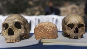 Un cráneo neandertal (izquierda) y uno de Homo sapiens (derecha).