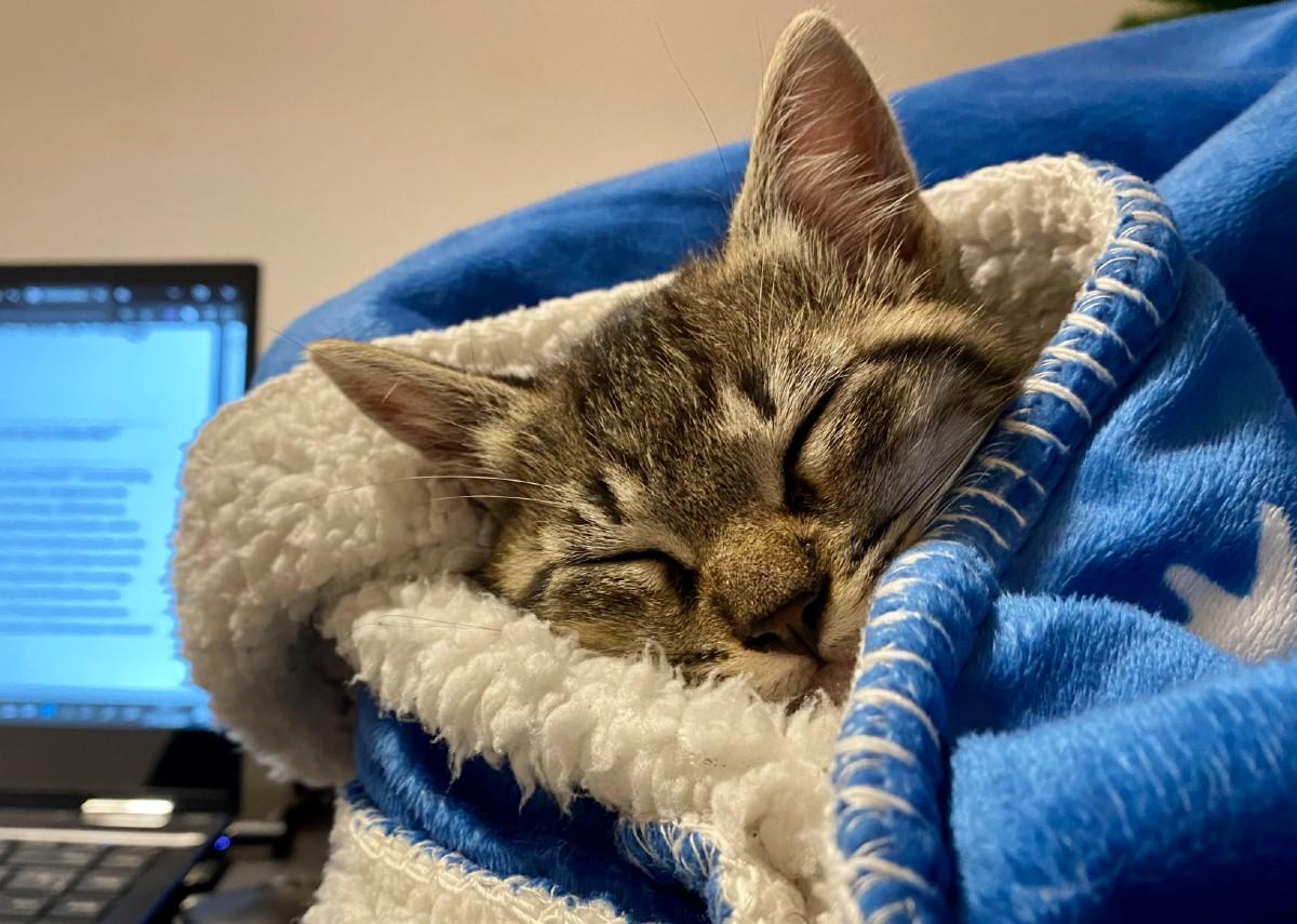 Un gato duerme arropado entre mantas.