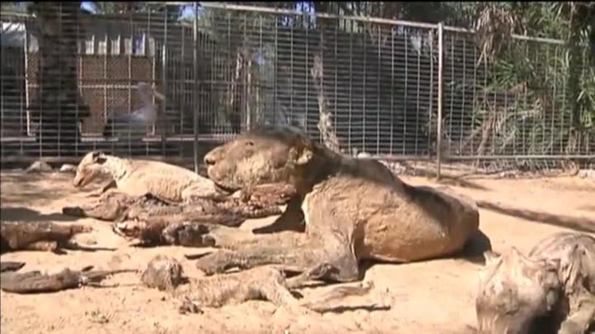 Los animales de un zoo de Gaza mueren de hambre