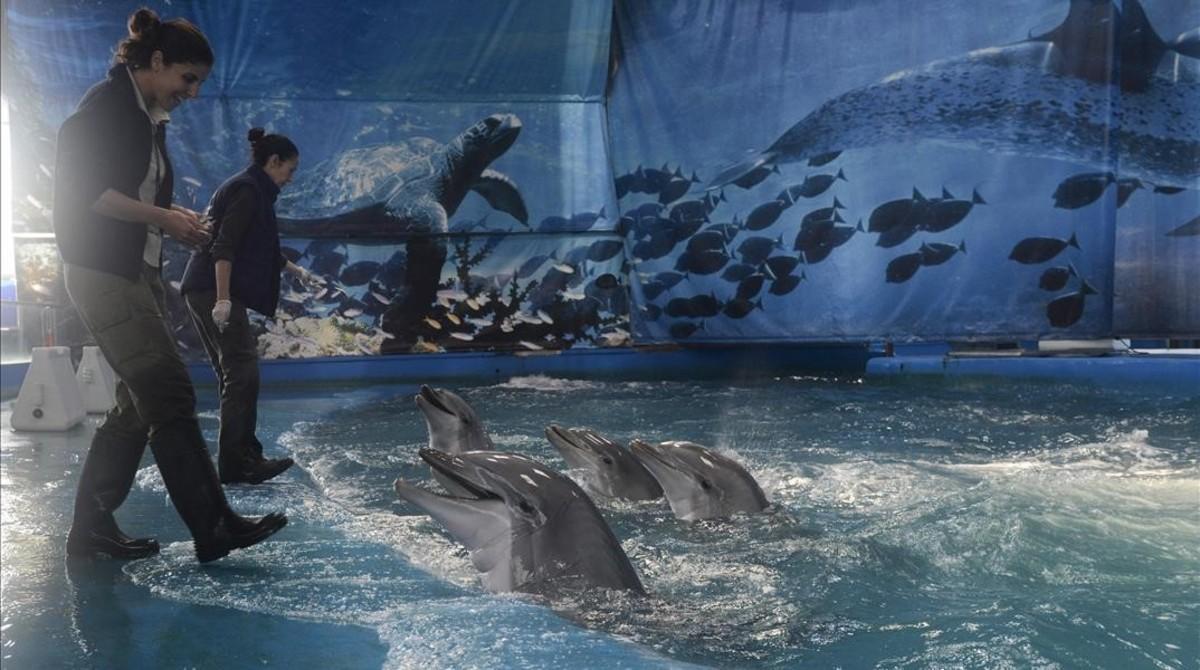 Los Cuidadores Defienden Que Los Delfines Se Queden En Barcelona