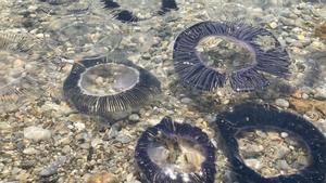 Plaga de medusas en la playa de Port de la Selva.