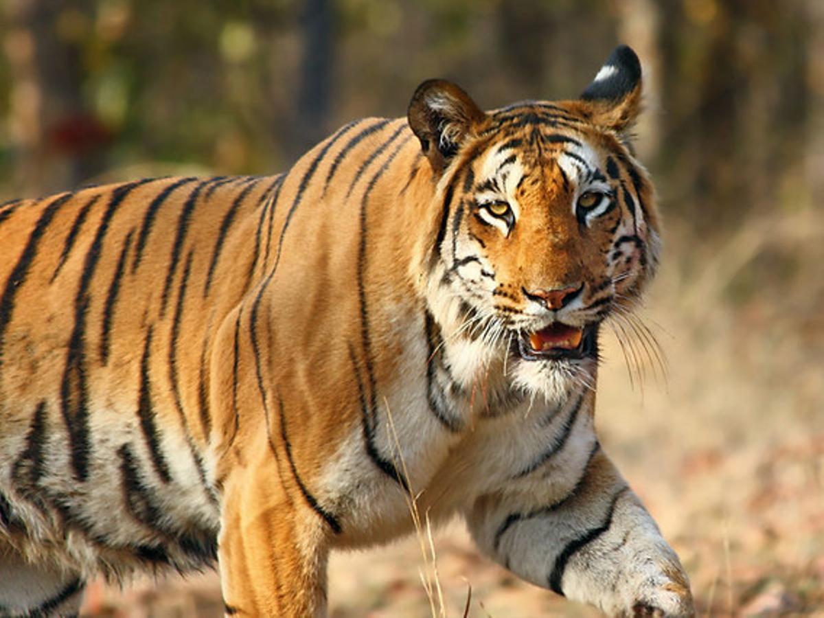 Imagen de un tigre paseando por una reserva india