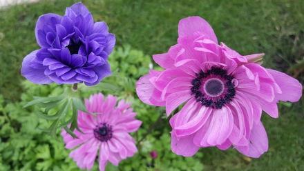 5 plantas con flores para el mes de mayo