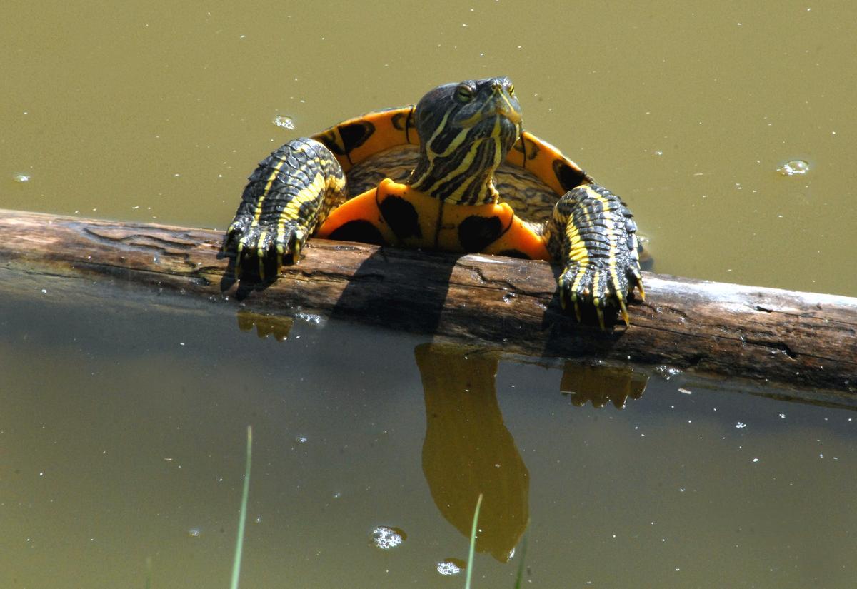 Tortuga Florida, especie invasora de Estados Unidos