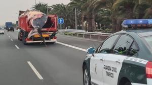 Una balena de 14 metres recorre l’autovia sud de Las Palmas de Gran Canaria