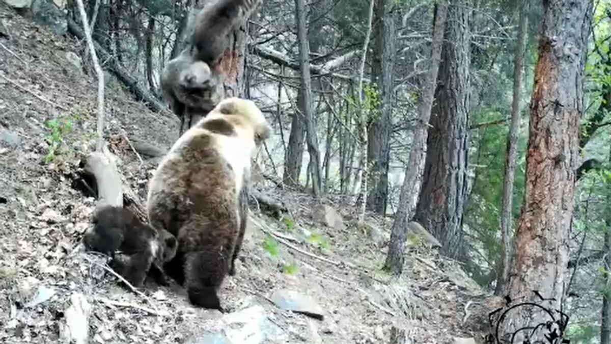 Primeras imágenes de tres cachorros de oso en los Pirineos esta temporada