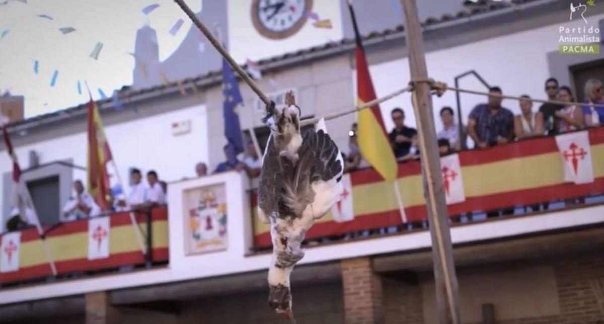 El hilo que recopila las tradiciones "más vergonzosas" con animales en España El hilo que recopila las tradiciones "más vergonzosas" con animales en España