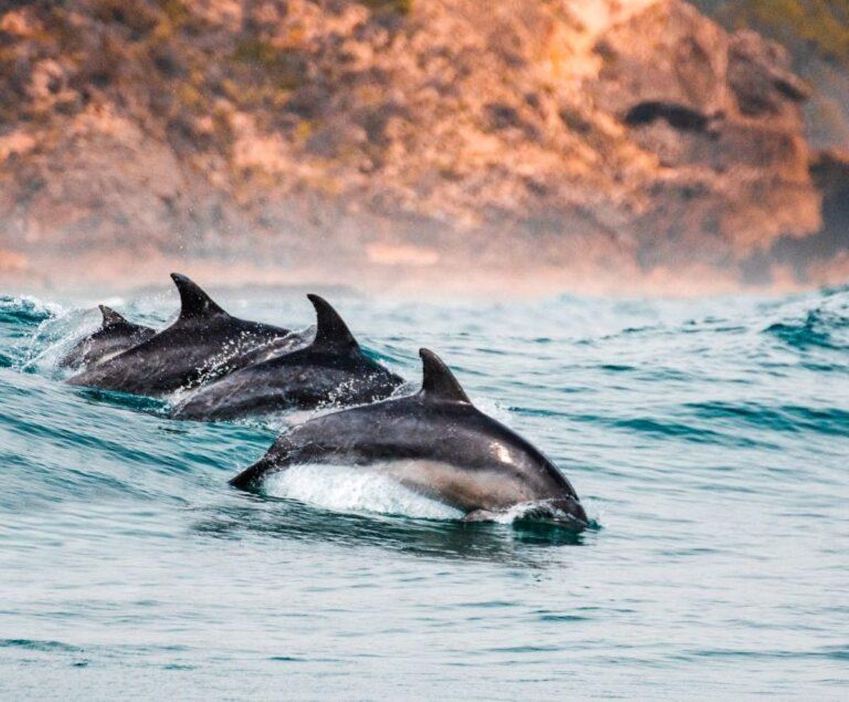 Los delfines trabajan en equipo Los delfines trabajan en equipo
