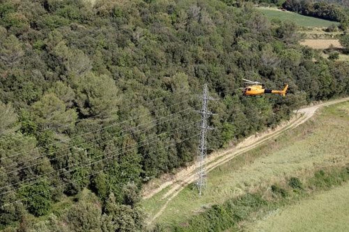 Un tendido eléctrico en bosque. Un tendido eléctrico en bosque.