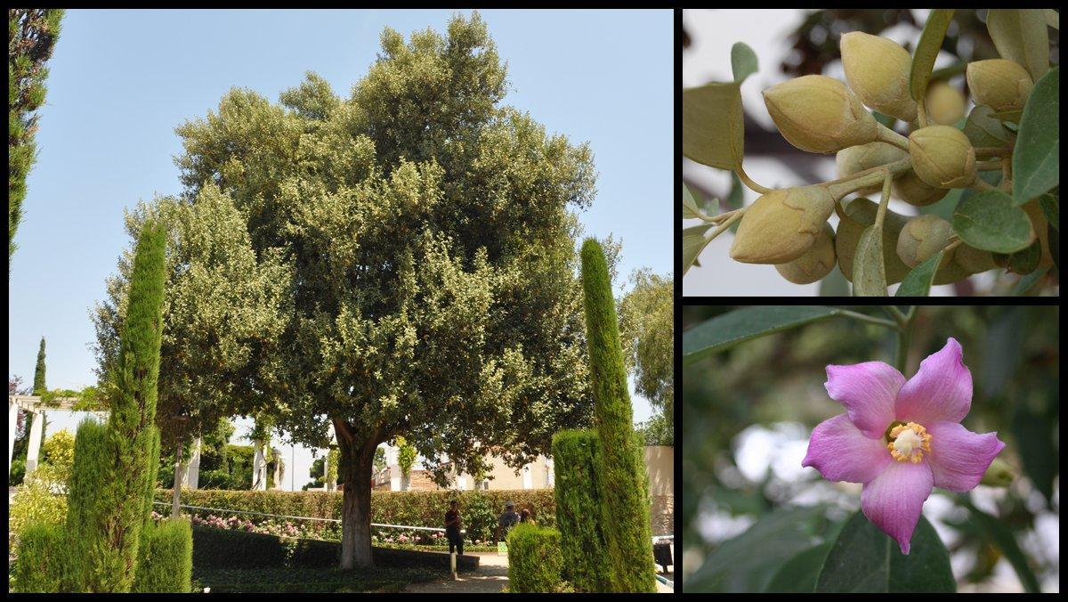 El árbol pica-pica del Teatre Grec