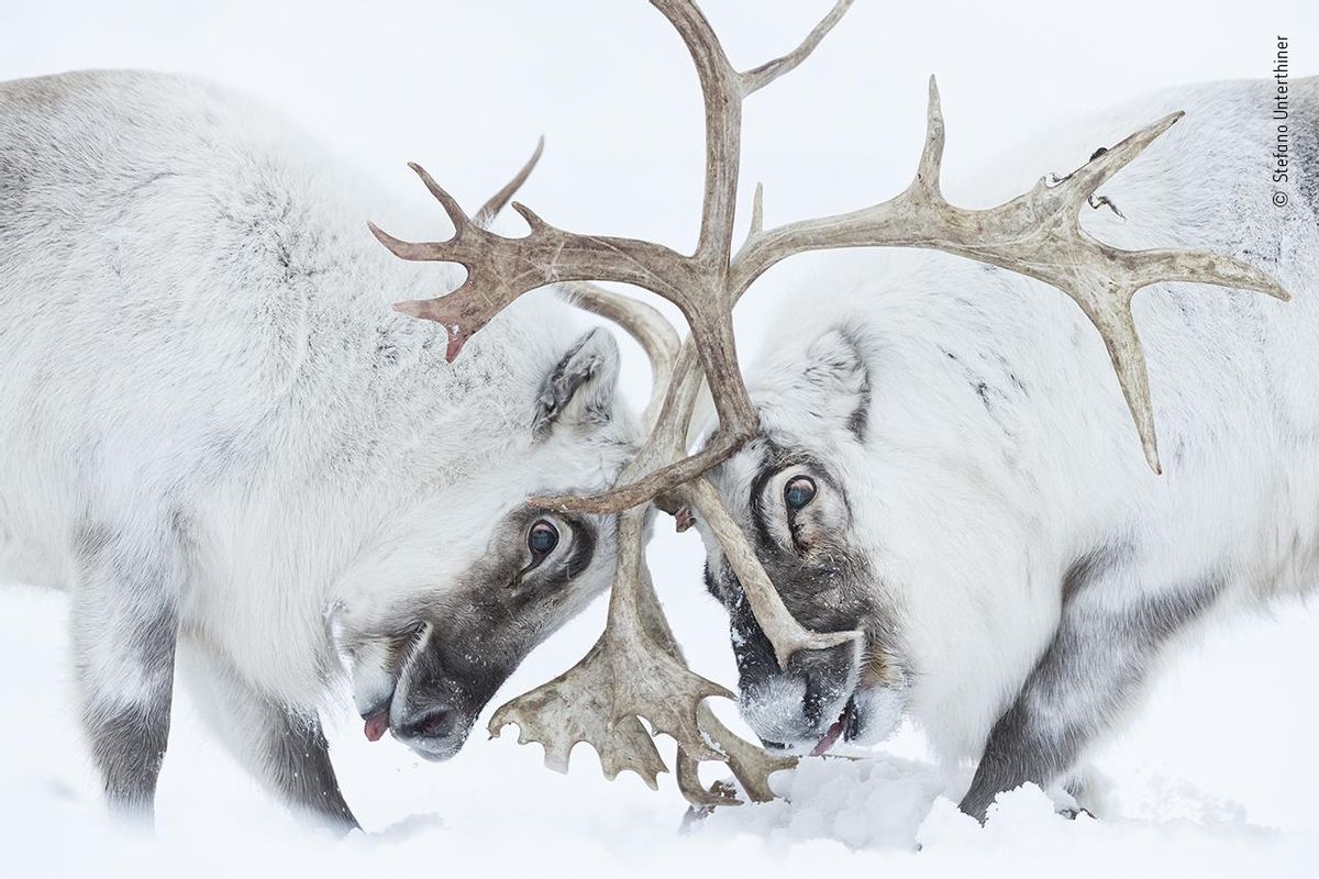 Wildlife Photographer of the Year / Stefano Unterthiner / Premio en la categoría de comportamiento de los mamíferos. Wildlife Photographer of the Year / Stefano Unterthiner / Premio en la categoría de comportamiento de los mamíferos.