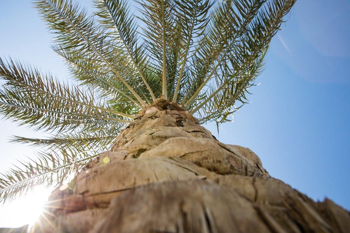 Viladecans inicia un tratamiento preventivo contra el picudo de la palmera Viladecans inicia un tratamiento preventivo contra el picudo de la palmera