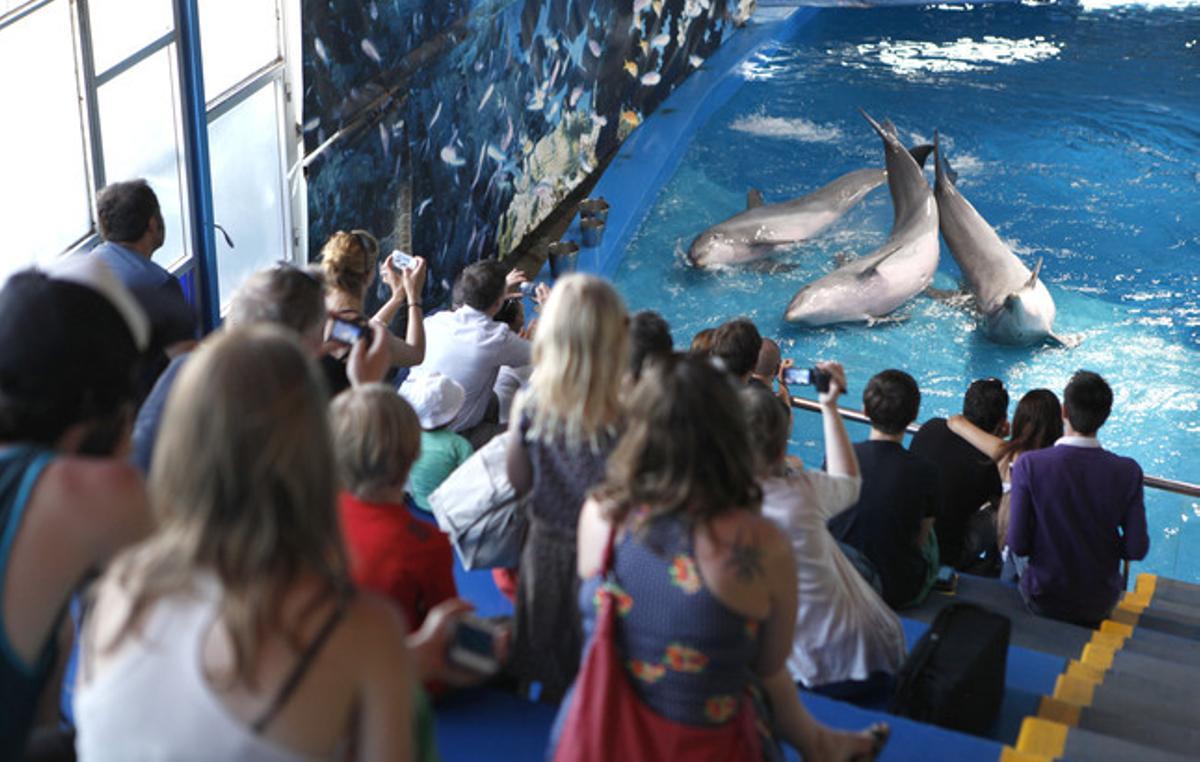 Delfines en el zoo de Barcelona durante un espectáculo.